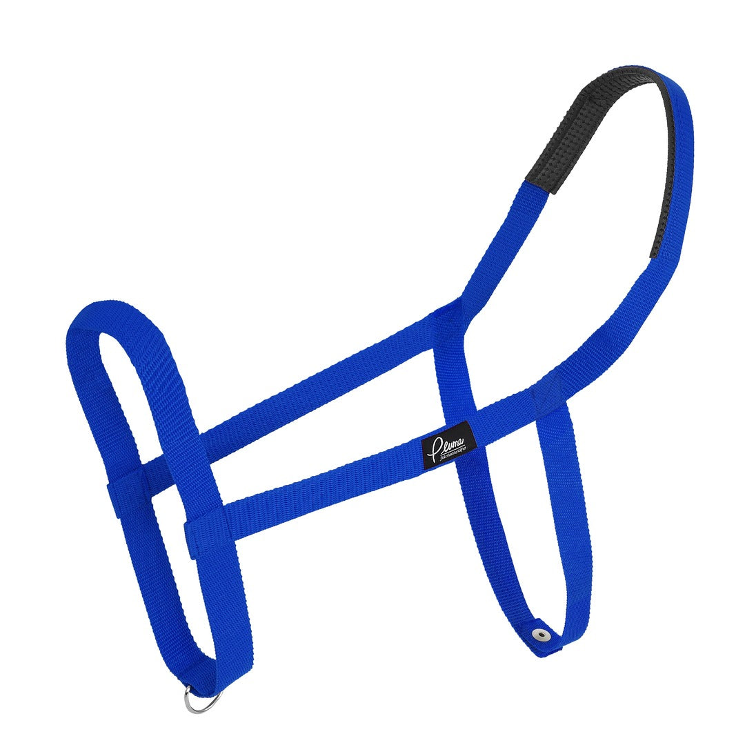 Pluma Halfter