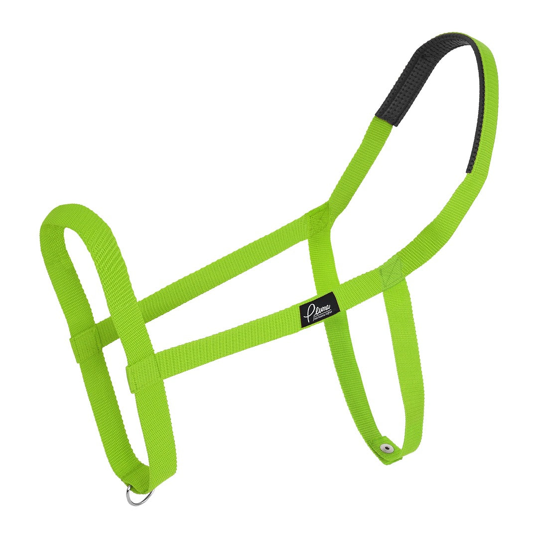 Pluma Halfter