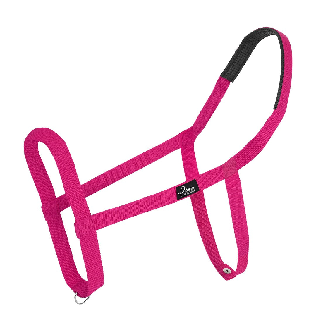 Pluma Halfter