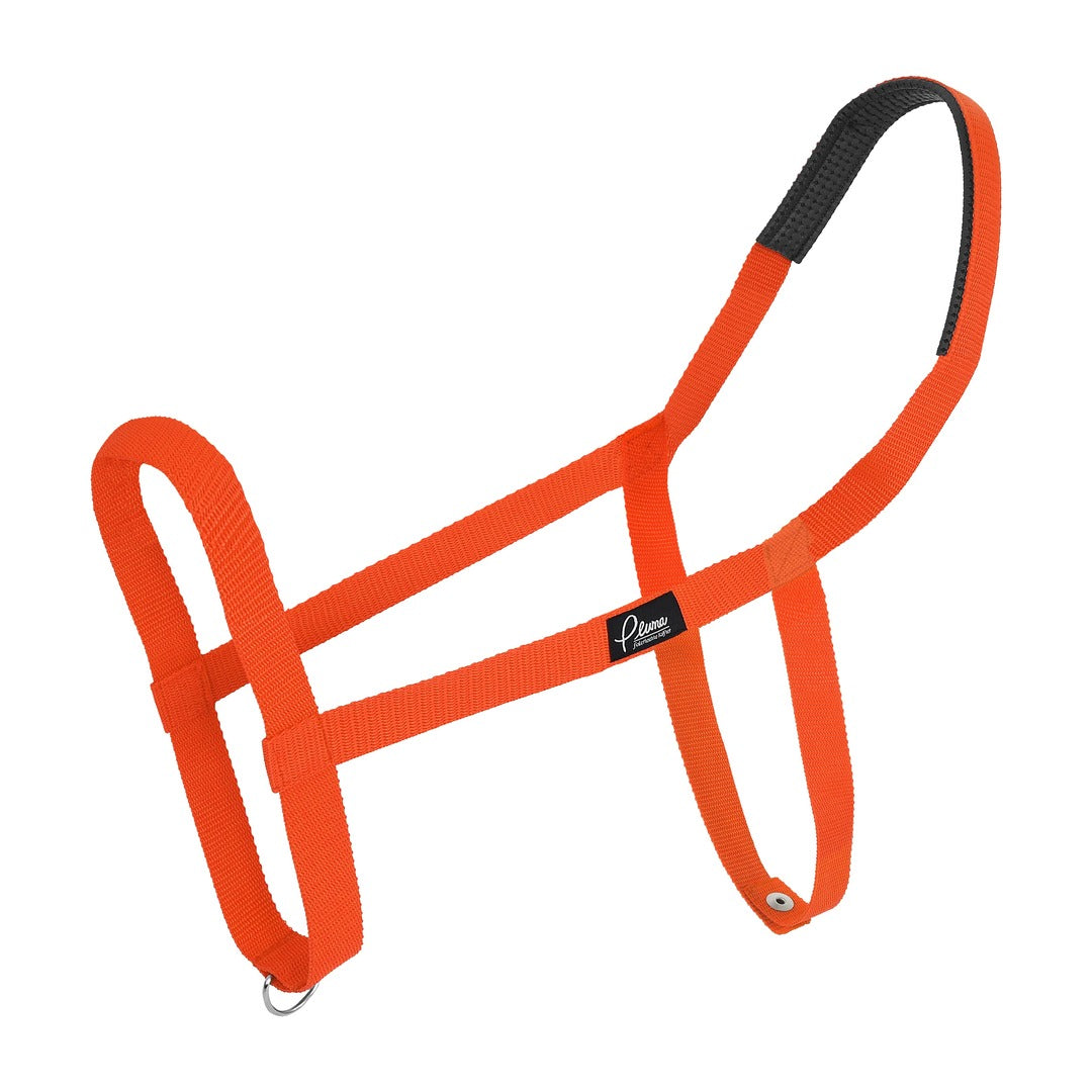 Pluma Halfter