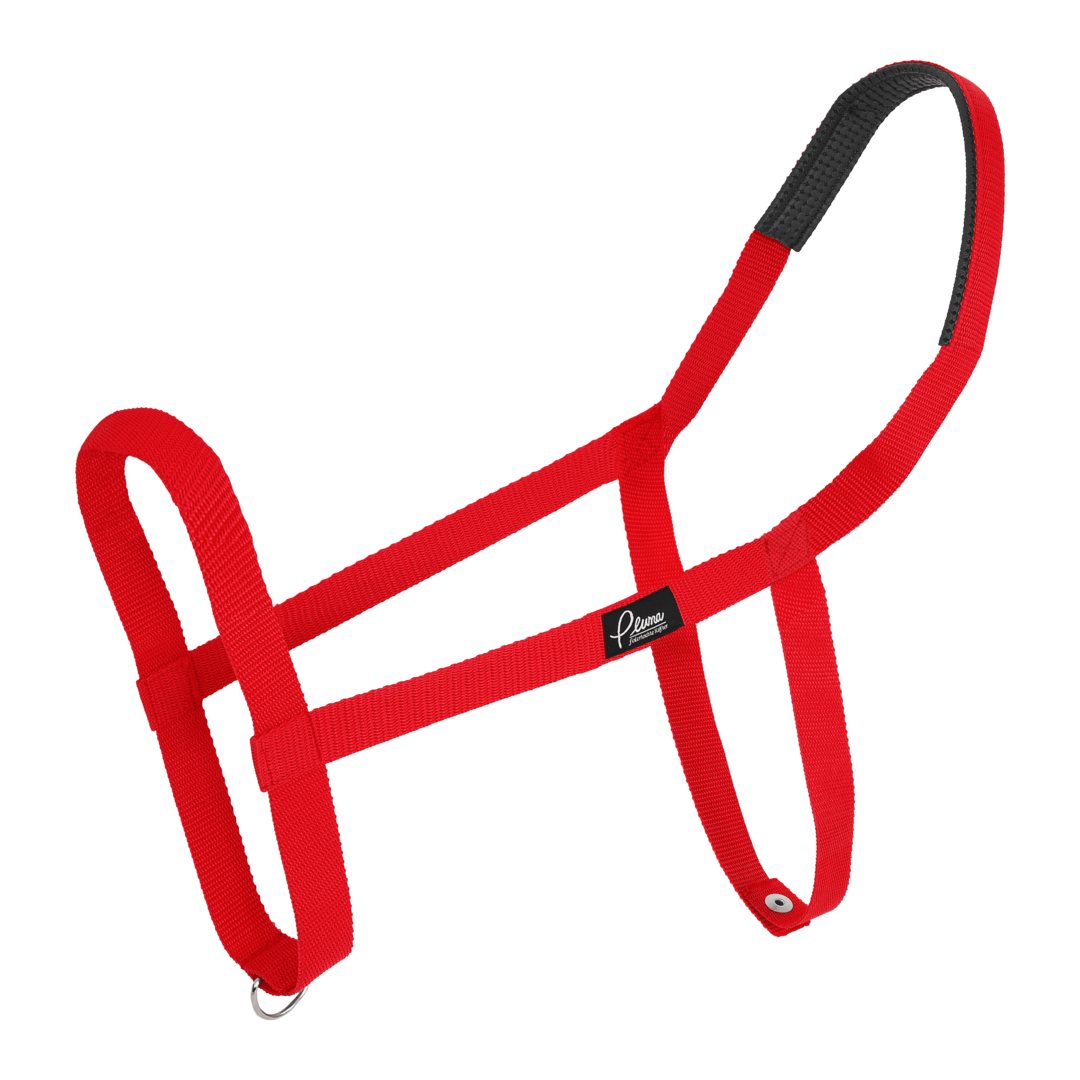 Pluma Halfter